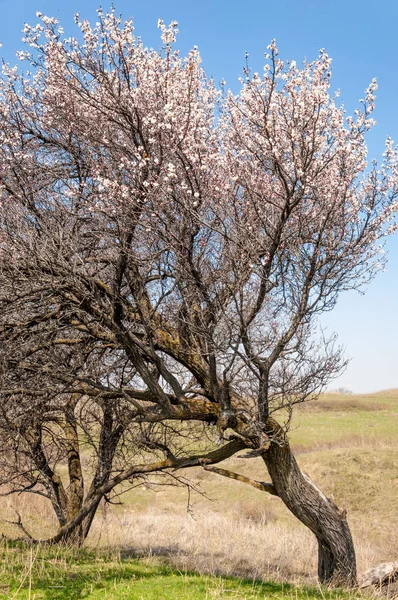  Pembe ağaçlar çiçek. Kayısı bahar çiçekleri. Arka plan sanat, pembe çiçekleri, duvar kağıdı ile şube. Kayısı ağacı çiçek.