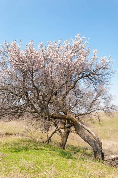  Pembe ağaçlar çiçek. Kayısı bahar çiçekleri. Arka plan sanat, pembe çiçekleri, duvar kağıdı ile şube. Kayısı ağacı çiçek.