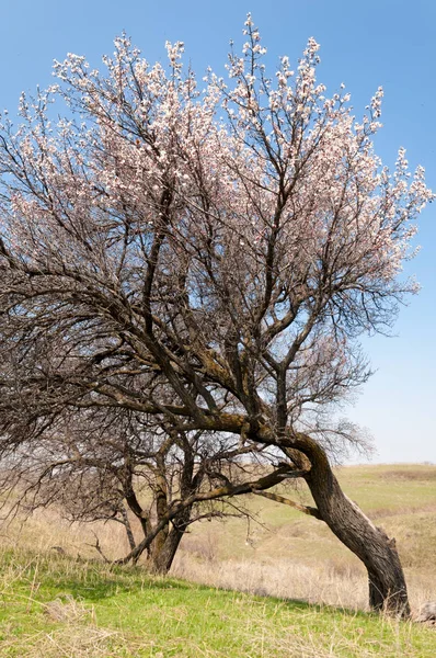  Pembe ağaçlar çiçek. Kayısı bahar çiçekleri. Arka plan sanat, pembe çiçekleri, duvar kağıdı ile şube. Kayısı ağacı çiçek.
