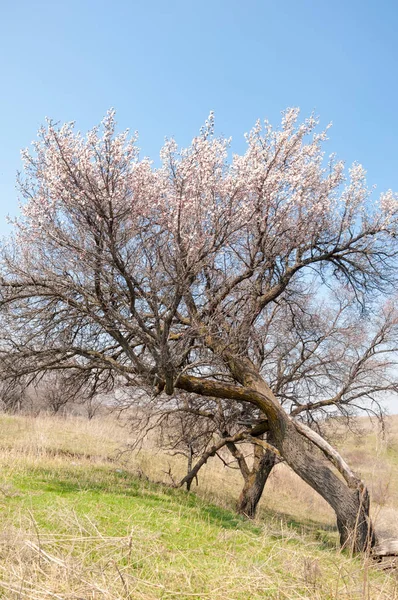 Rosa Bäume Voller Blüte Aprikosenblüten Frühling Kunsthintergrund Zweig Mit Rosa — Stockfoto