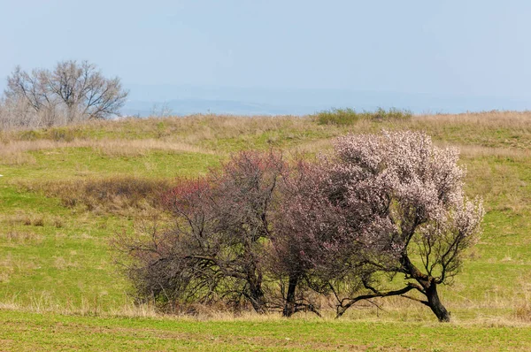  Pembe ağaçlar çiçek. Kayısı bahar çiçekleri. Arka plan sanat, pembe çiçekleri, duvar kağıdı ile şube. Kayısı ağacı çiçek.