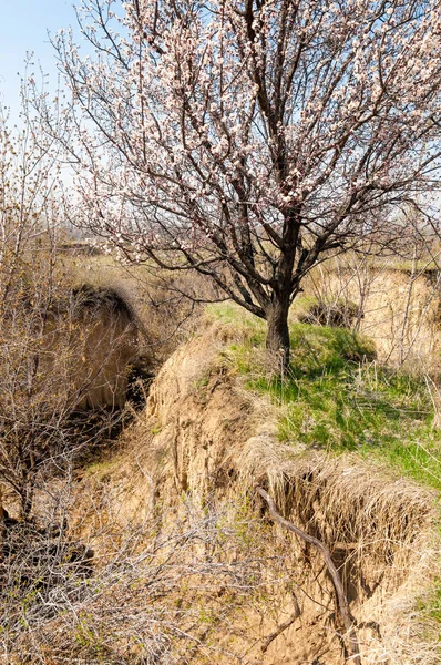  Pembe ağaçlar çiçek. Kayısı bahar çiçekleri. Arka plan sanat, pembe çiçekleri, duvar kağıdı ile şube. Kayısı ağacı çiçek.