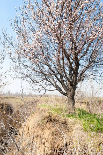  Pembe ağaçlar çiçek. Kayısı bahar çiçekleri. Arka plan sanat, pembe çiçekleri, duvar kağıdı ile şube. Kayısı ağacı çiçek.
