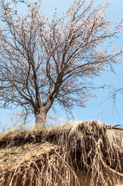  Pembe ağaçlar çiçek. Kayısı bahar çiçekleri. Arka plan sanat, pembe çiçekleri, duvar kağıdı ile şube. Kayısı ağacı çiçek.