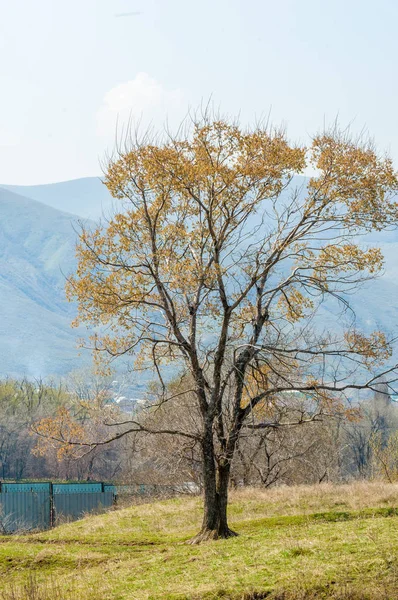 bahar elm olmadan fotoğraflandı bırakır