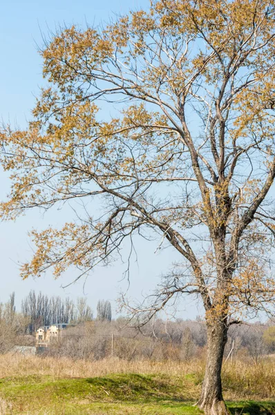 bahar elm olmadan fotoğraflandı bırakır