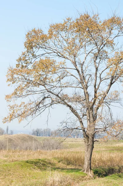bahar elm olmadan fotoğraflandı bırakır