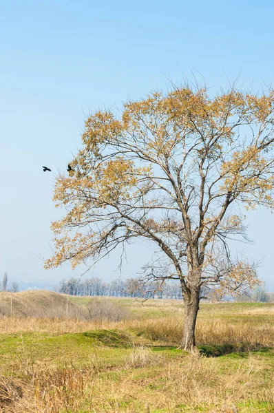 bahar elm olmadan fotoğraflandı bırakır