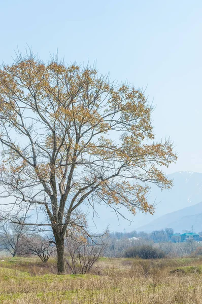 bahar elm olmadan fotoğraflandı bırakır