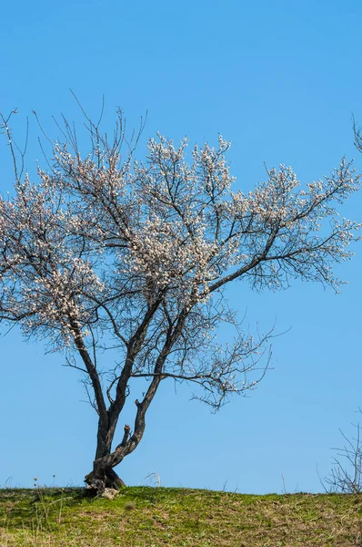  Pembe ağaçlar çiçek. Kayısı bahar çiçekleri. Arka plan sanat, pembe çiçekleri, duvar kağıdı ile şube. Kayısı ağacı çiçek.