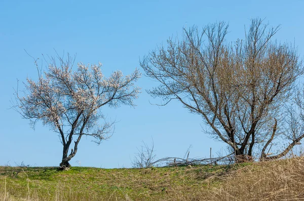  Pembe ağaçlar çiçek. Kayısı bahar çiçekleri. Arka plan sanat, pembe çiçekleri, duvar kağıdı ile şube. Kayısı ağacı çiçek.