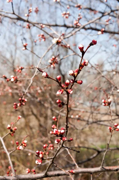  Pembe ağaçlar çiçek. Kayısı bahar çiçekleri. Arka plan sanat, pembe çiçekleri, duvar kağıdı ile şube. Kayısı ağacı çiçek.