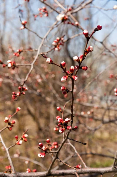  Pembe ağaçlar çiçek. Kayısı bahar çiçekleri. Arka plan sanat, pembe çiçekleri, duvar kağıdı ile şube. Kayısı ağacı çiçek.