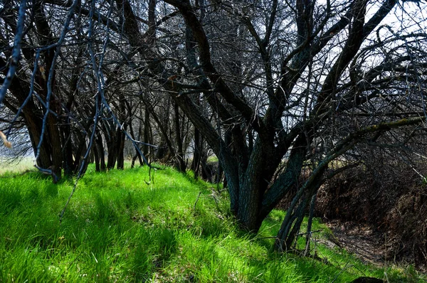 Bahar gölge ağaçlarının altında. büyüme kayısı ağaçları gölge sağlamak