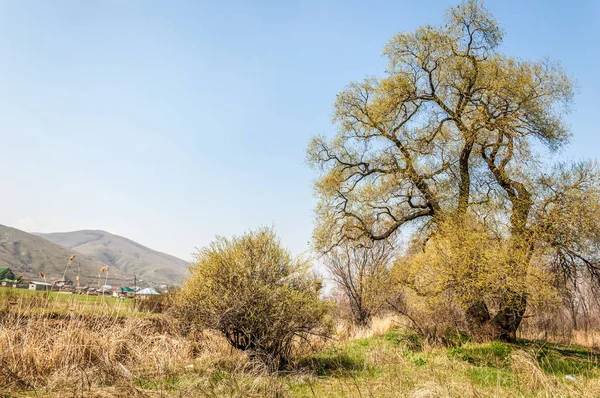 Salix fragilis. Willow çatlamak. gevrek söğüt, söğüt. 