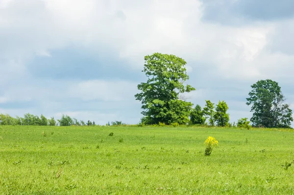 Bahar. bahar zamanı. springtide. Başbakan. Bahar çiçeği: Bahçe zemin üzerine yeni gelişen bir elma ağacının dalını