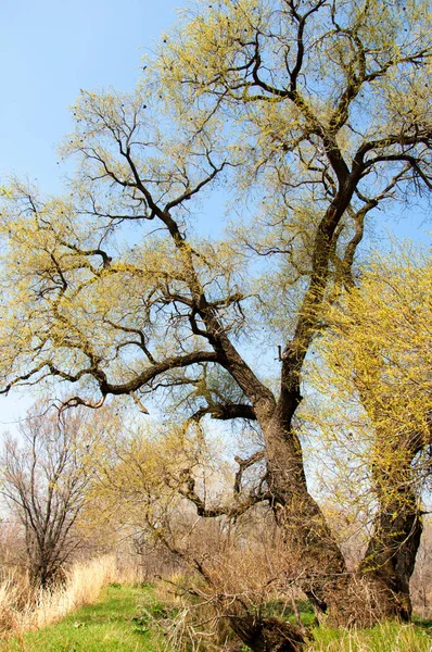 Salix fragilis. Willow çatlamak. gevrek söğüt, söğüt. 