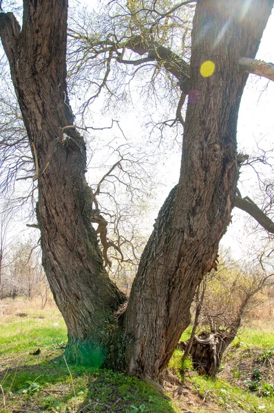 Salix Fragilis입니다 나무를 — 스톡 사진
