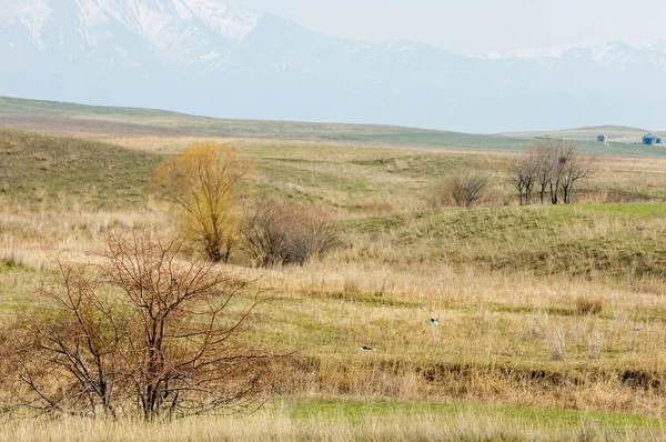 Bahar eteklerinde, yeşil çimen, tepeler, willow brook üzerinde,