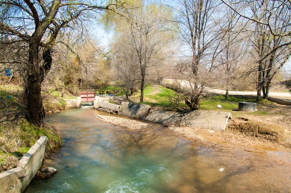 Salix fragilis. Willow çatlamak. gevrek söğüt, söğüt. 