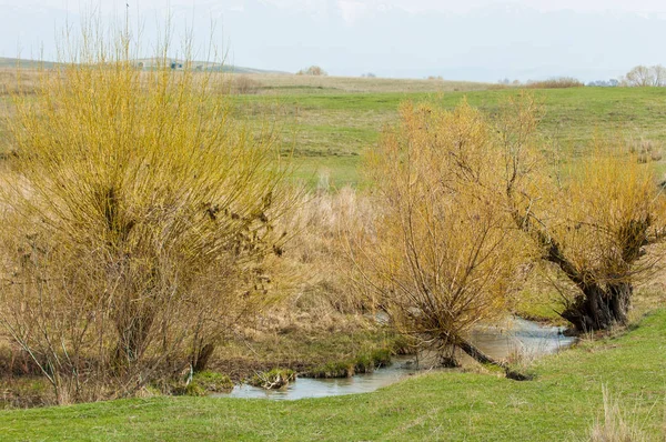 Bahar eteklerinde, yeşil çimen, tepeler, willow brook üzerinde,