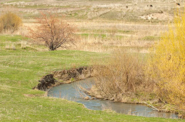 willow, Tien Shan eteklerinde büyüyen sahilde bahar creek
