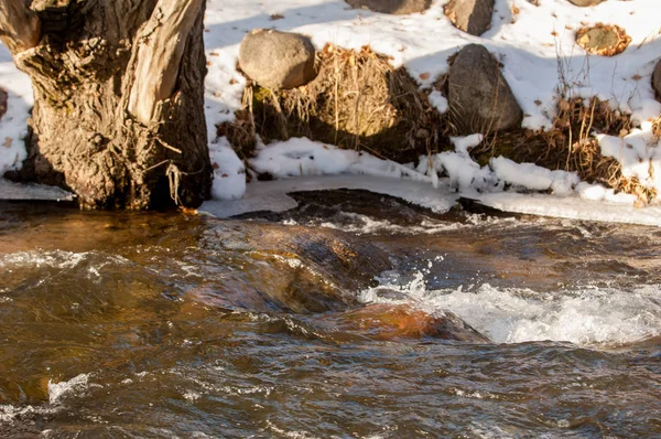 kavak kedicikler. kavak sıcak, sevecen güneş