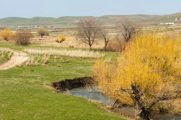 willow, Tien Shan eteklerinde büyüyen sahilde bahar creek