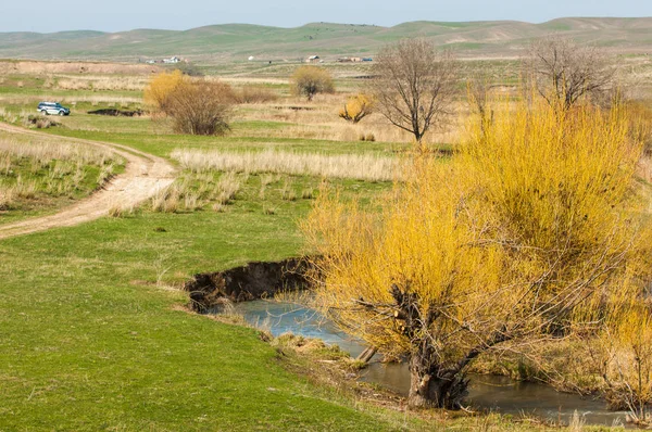 willow, Tien Shan eteklerinde büyüyen sahilde bahar creek