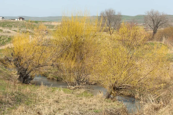 Spring Foothills Green Grass Hills Willow Brook — Stock Photo, Image