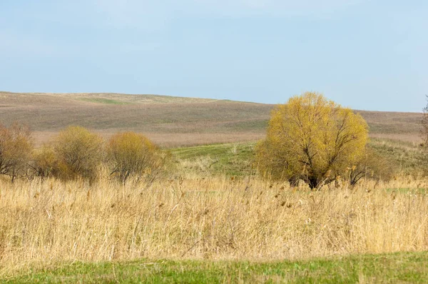 Bahar eteklerinde, yeşil çimen, tepeler, willow brook üzerinde,