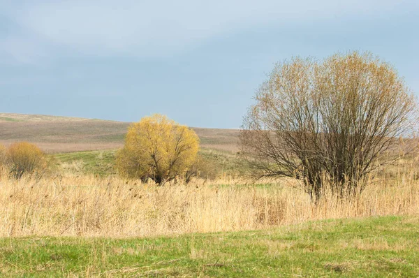 Bahar eteklerinde, yeşil çimen, tepeler, willow brook üzerinde,