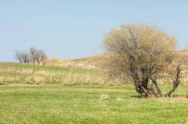 Bahar eteklerinde, yeşil çimen, tepeler, willow brook üzerinde,