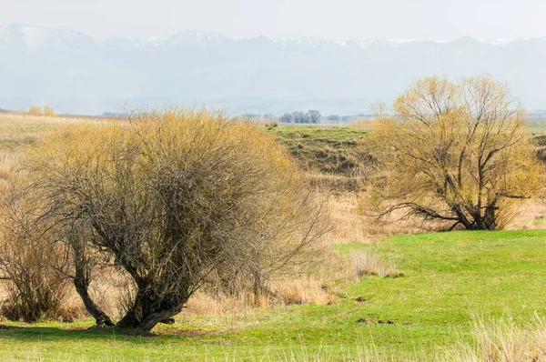 Bahar eteklerinde, yeşil çimen, tepeler, willow brook üzerinde,
