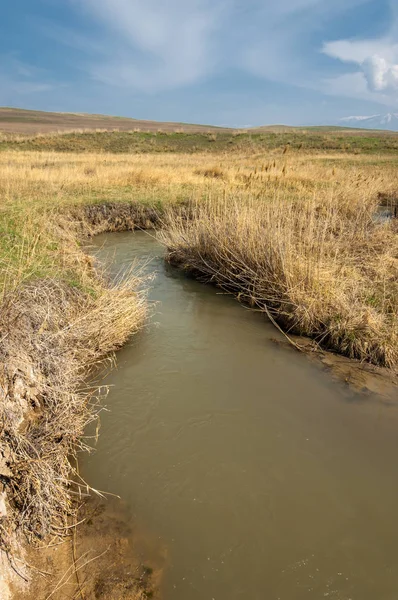 willow, Tien Shan eteklerinde büyüyen sahilde bahar creek