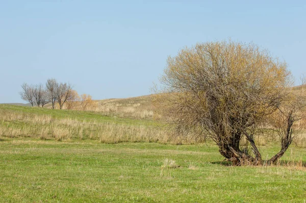 Bahar eteklerinde, yeşil çimen, tepeler, willow brook üzerinde,