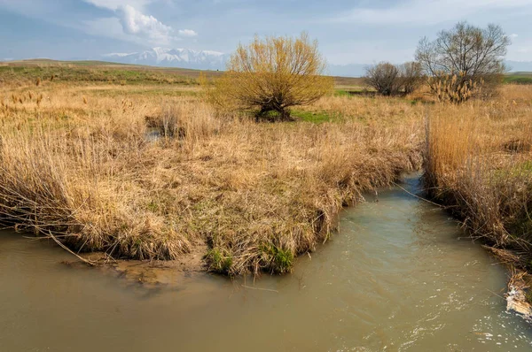 willow, Tien Shan eteklerinde büyüyen sahilde bahar creek