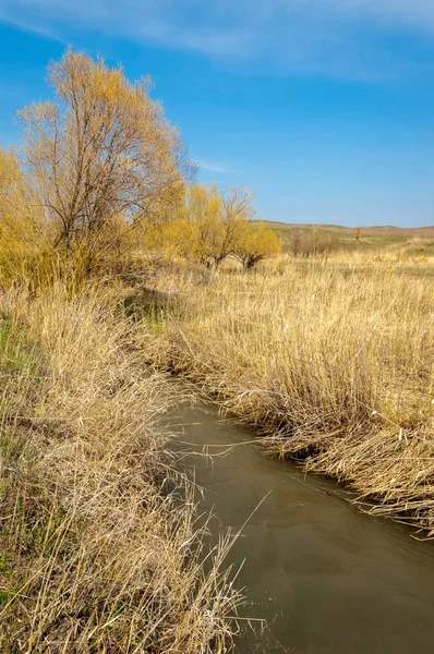 willow, Tien Shan eteklerinde büyüyen sahilde bahar creek