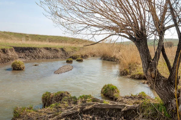 willow, Tien Shan eteklerinde büyüyen sahilde bahar creek