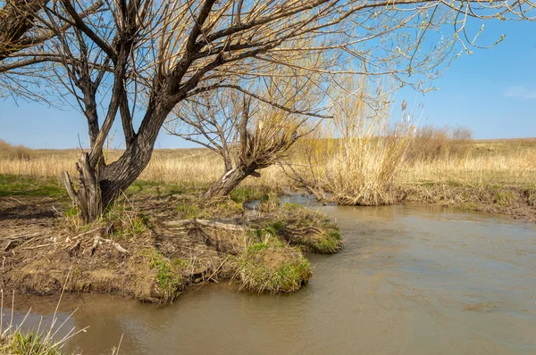 willow, Tien Shan eteklerinde büyüyen sahilde bahar creek