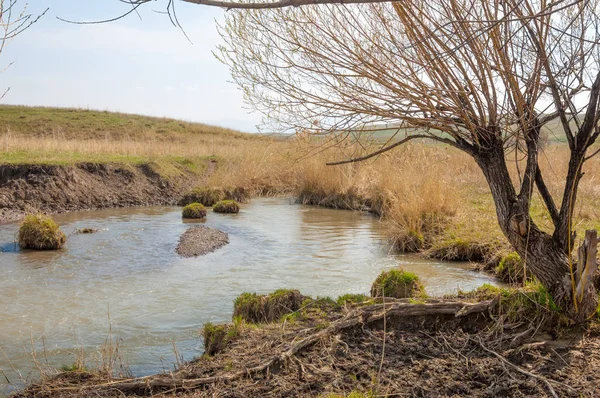 willow, Tien Shan eteklerinde büyüyen sahilde bahar creek