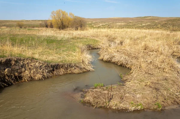 willow, Tien Shan eteklerinde büyüyen sahilde bahar creek