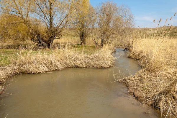 willow, Tien Shan eteklerinde büyüyen sahilde bahar creek