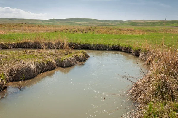 willow, Tien Shan eteklerinde büyüyen sahilde bahar creek