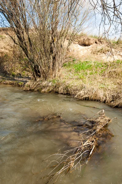 willow, Tien Shan eteklerinde büyüyen sahilde bahar creek