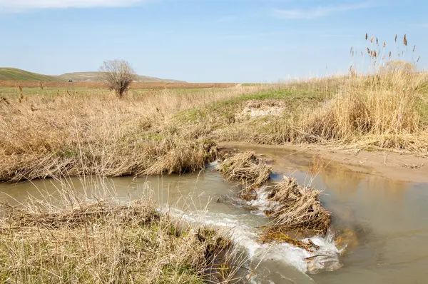 willow, Tien Shan eteklerinde büyüyen sahilde bahar creek