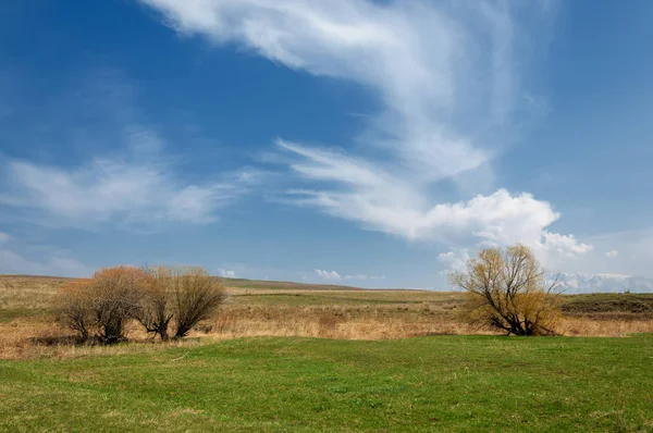 willow, Tien Shan eteklerinde büyüyen sahilde bahar creek