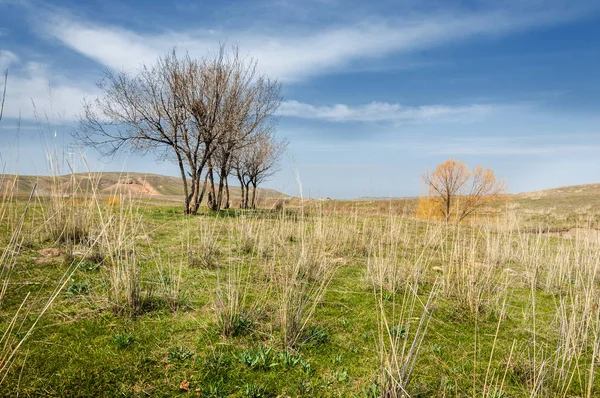 willow, Tien Shan eteklerinde büyüyen sahilde bahar creek