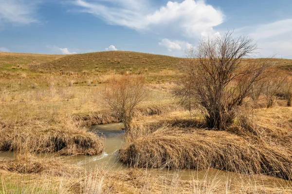 willow, Tien Shan eteklerinde büyüyen sahilde bahar creek