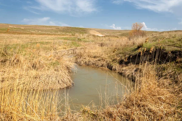 willow, Tien Shan eteklerinde büyüyen sahilde bahar creek